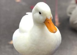 アヒル・ガチョウ
                                (3~5) イメージ
