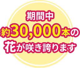 期間中約30,000本の花が咲き誇ります