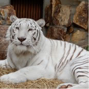 ホワイトタイガーのエサやり体験