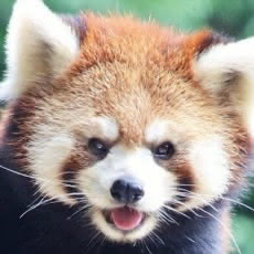 レッサーパンダごちそうタイム