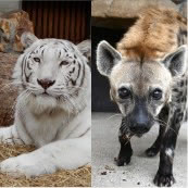 ホワイトタイガー・ブチハイエナのごちそうタイム