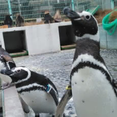 マゼランペンギンのごちそうタイム 