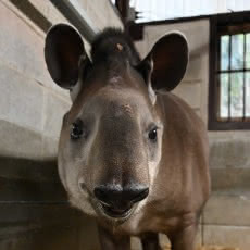 アメリカバクのエサやり体験