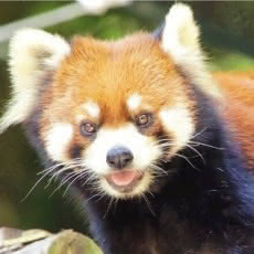 レッサーパンダのエサやり体験