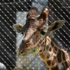 アミメキリンのエサやり体験