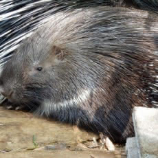 インドタテガミヤマアラシのエサやり体験