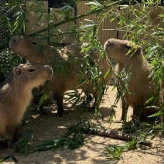 カピバラのエサやり体験