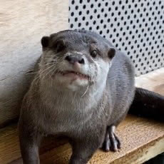 コツメカワウソのエサやり体験