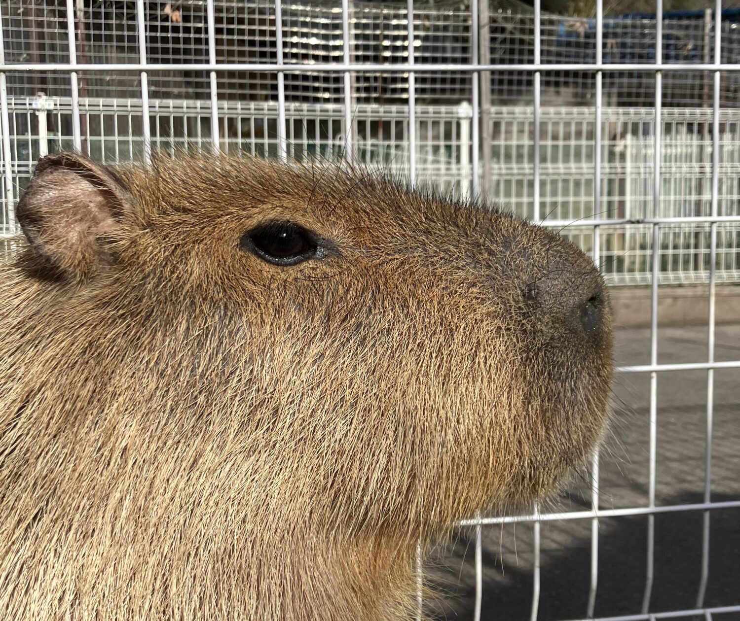 カピバラ | 【公式】池田動物園