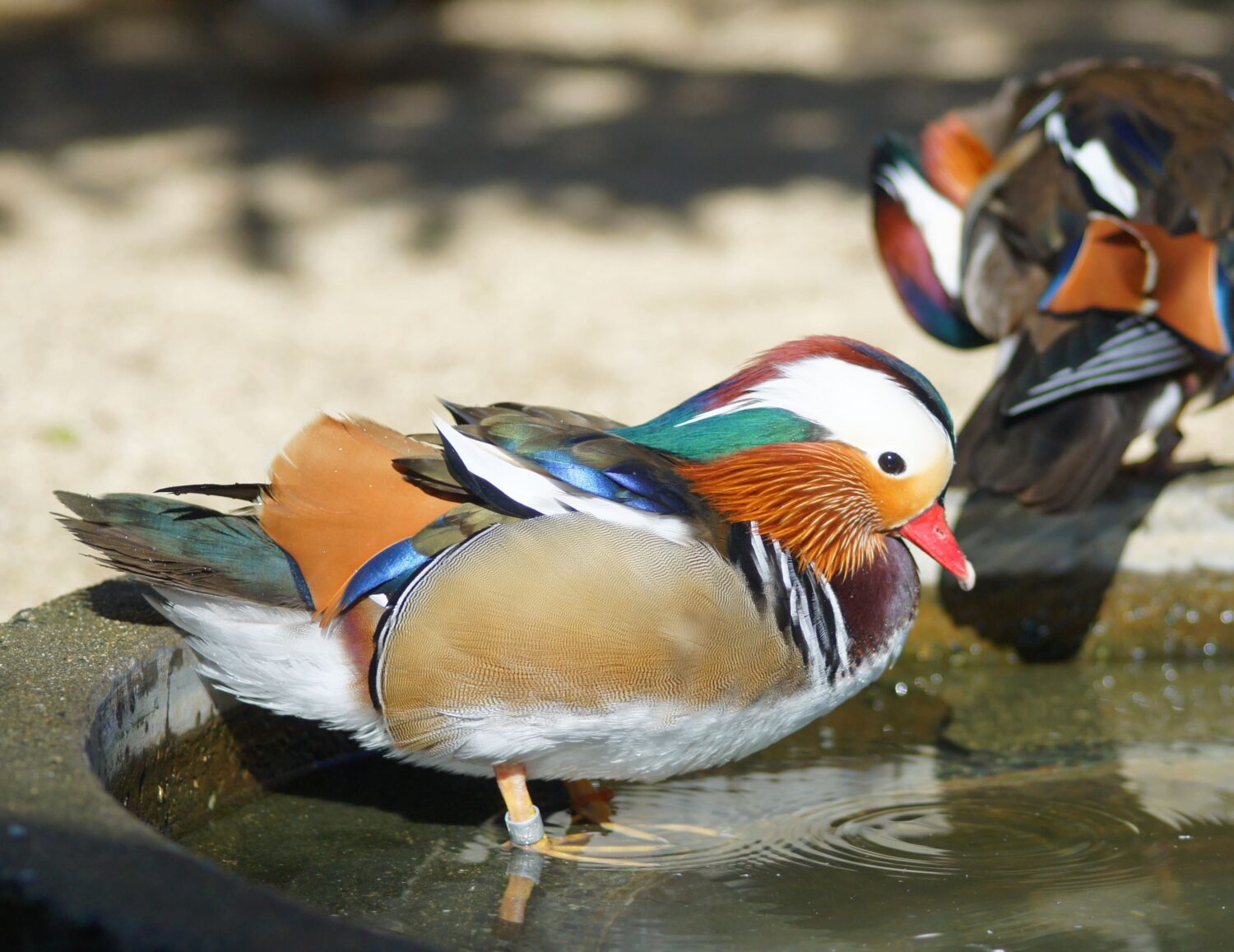 オシドリ | 【公式】池田動物園