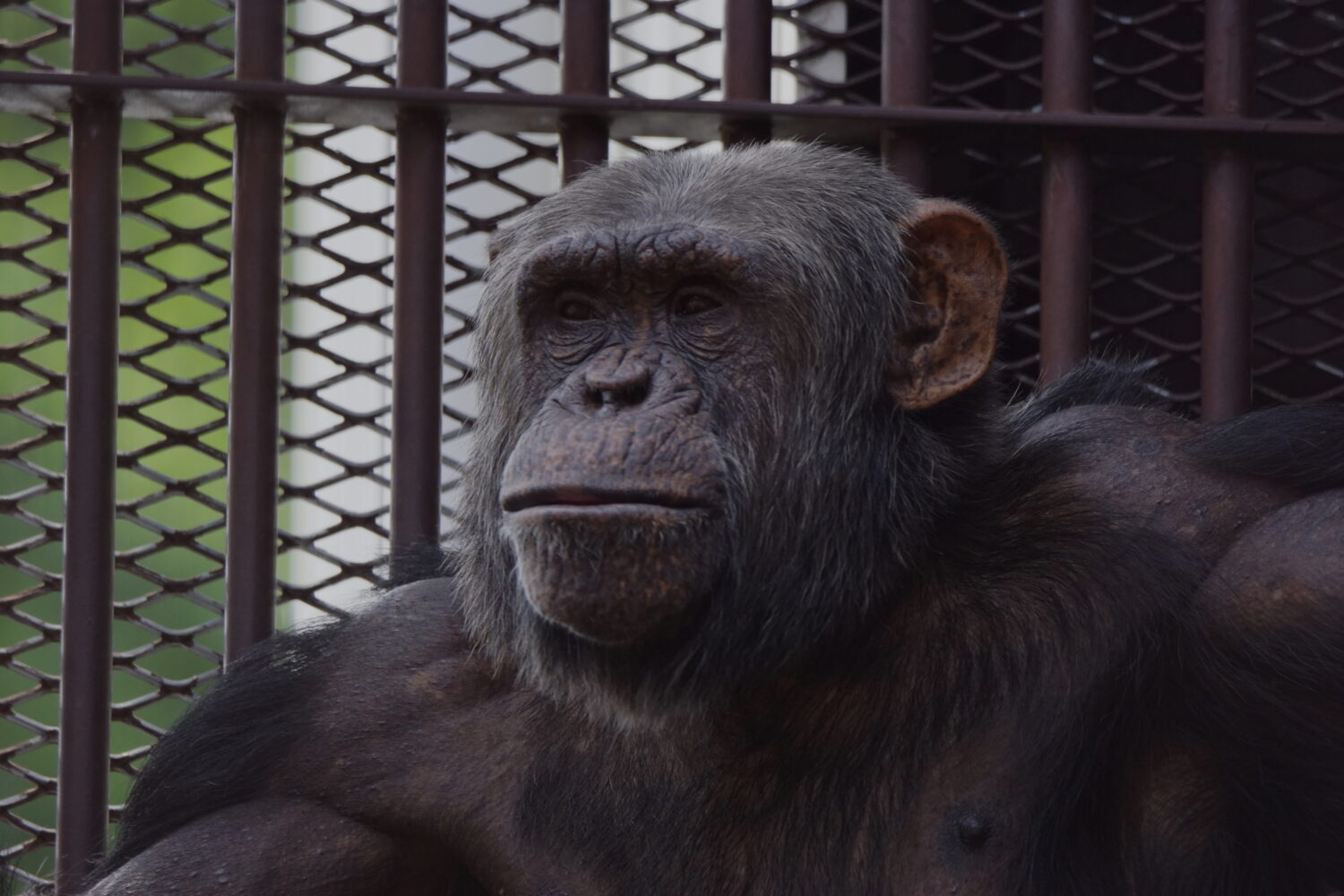 チンパンジー | 【公式】池田動物園