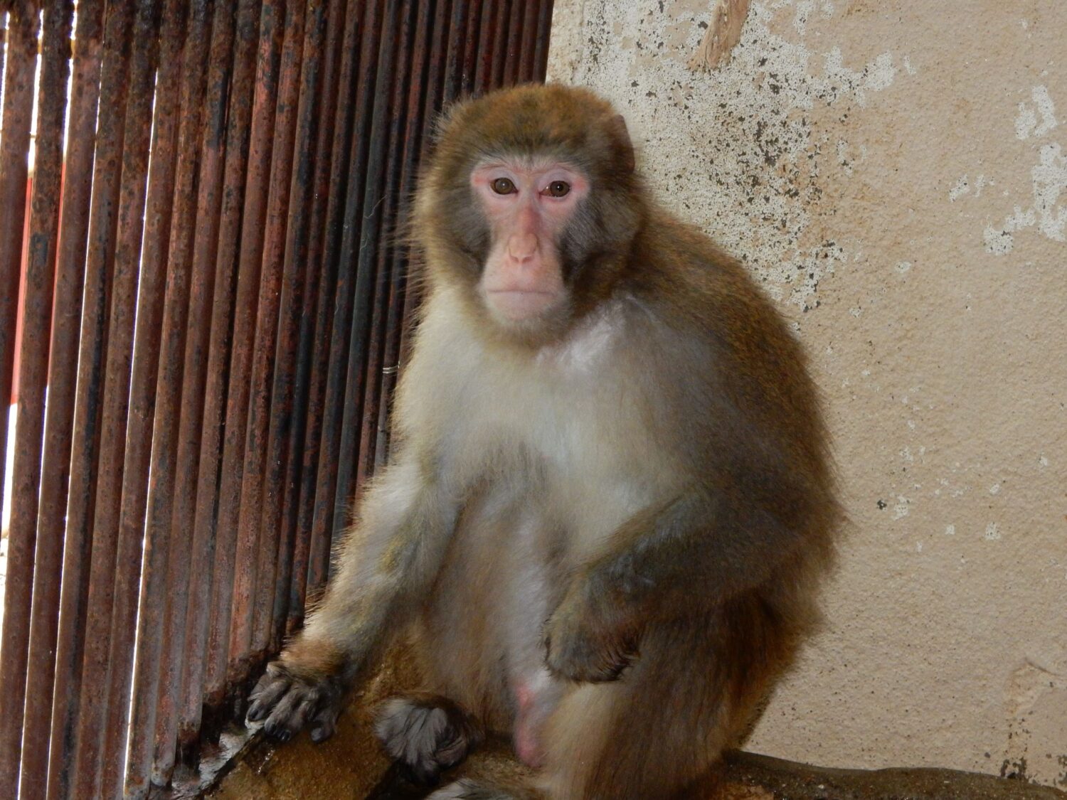 ニホンザル | 【公式】池田動物園