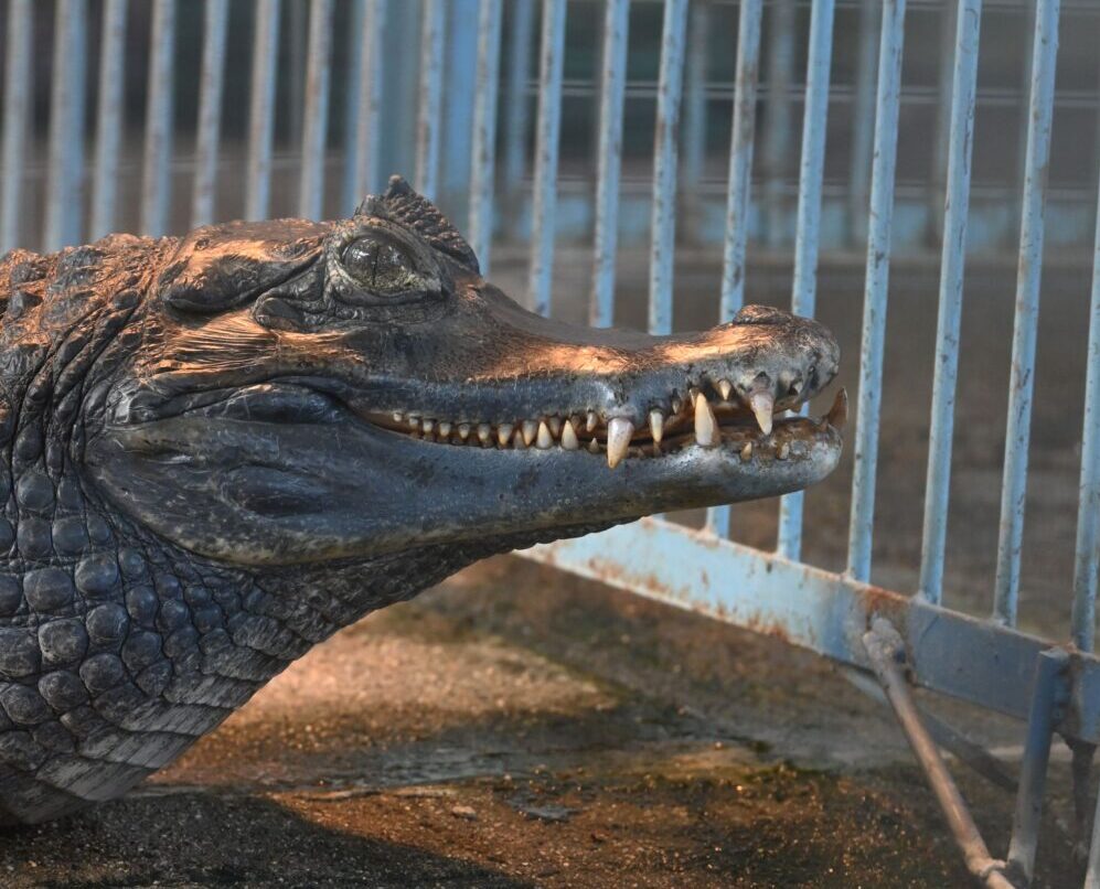 メガネカイマン | 【公式】池田動物園 