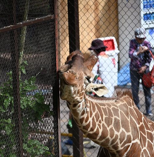 アミメキリン