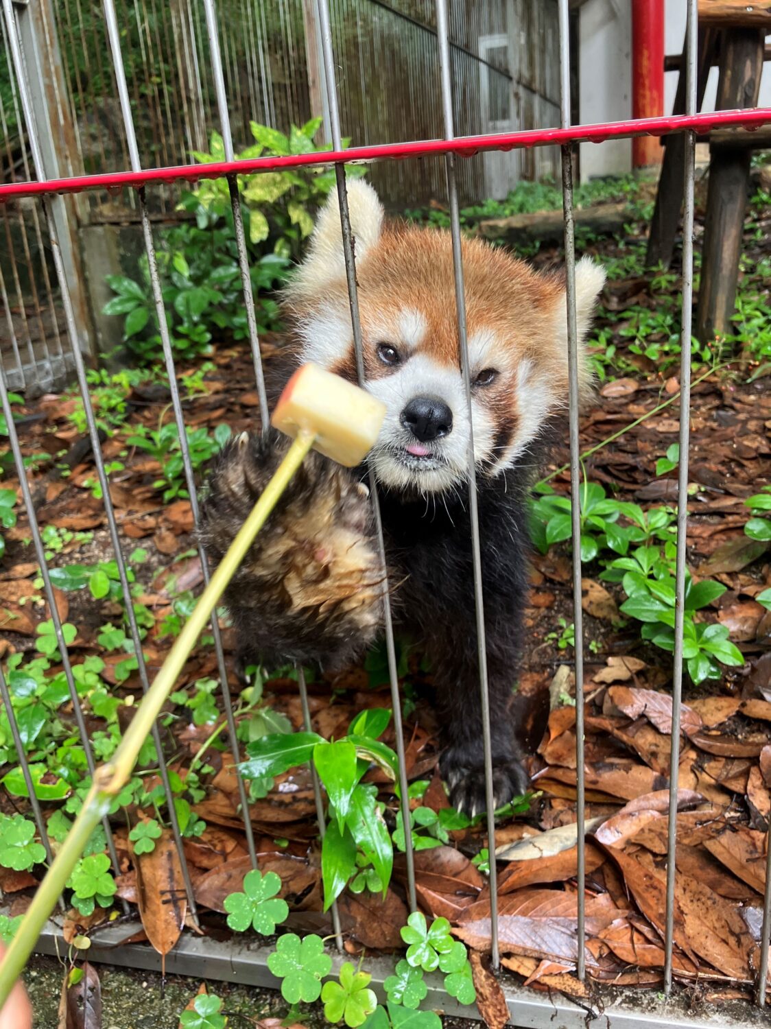 レッサーパンダのエサやり体験