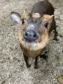 キョン