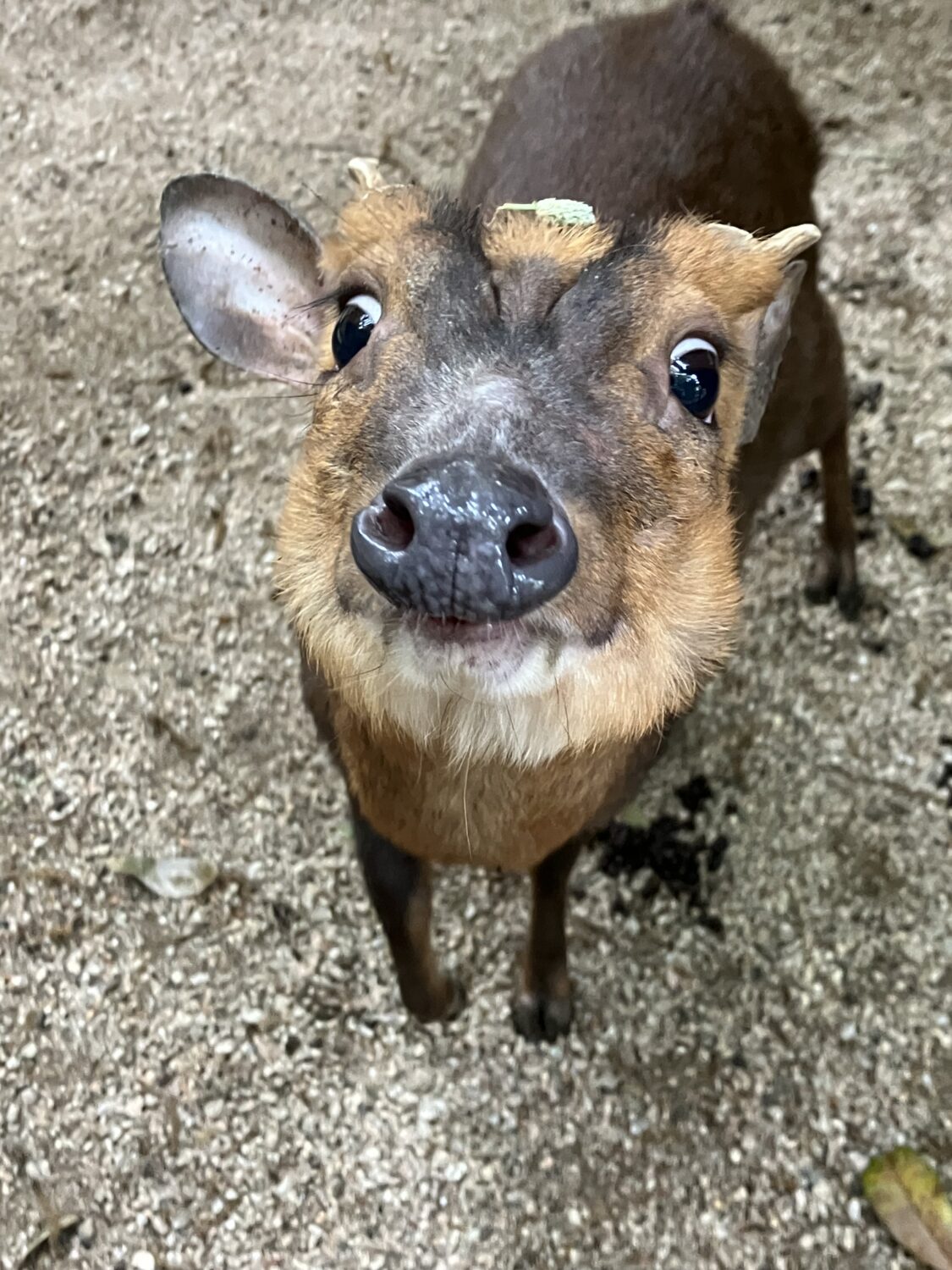 キョン