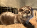 コツメカワウソ