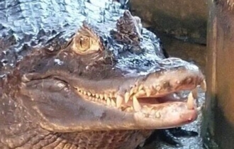 メガネカイマン