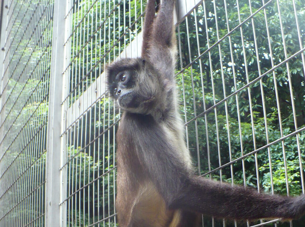 ジェフロイクモザル | 【公式】池田動物園