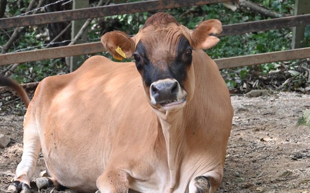 ウシ(家畜)(ジャージー)