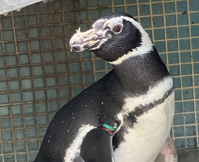 ぺんぎん マゼランペンギン | 【公式】池田動物園