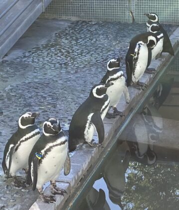 マゼランペンギン