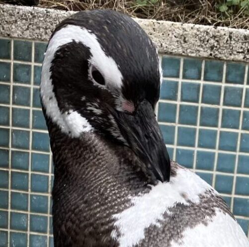 マゼランペンギン | 【公式】池田動物園