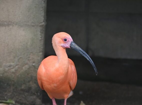 ショウジョウトキ