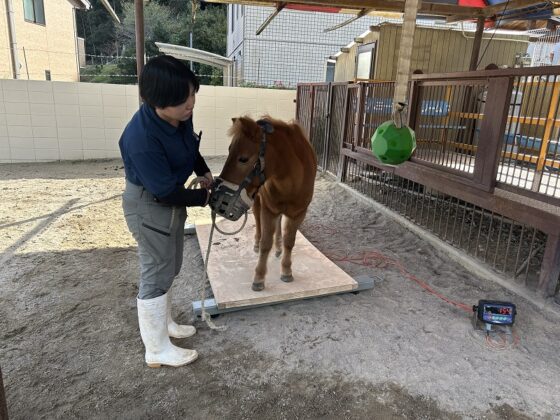 サンタロウくんサポーター基金により購入させていただいた体重計にて、大型動物の体重計測を行いました