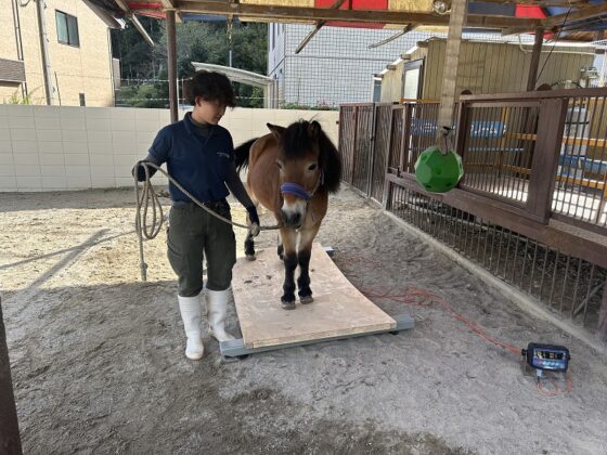 サンタロウくんサポーター基金により購入させていただいた体重計にて、大型動物の体重計測を行いました