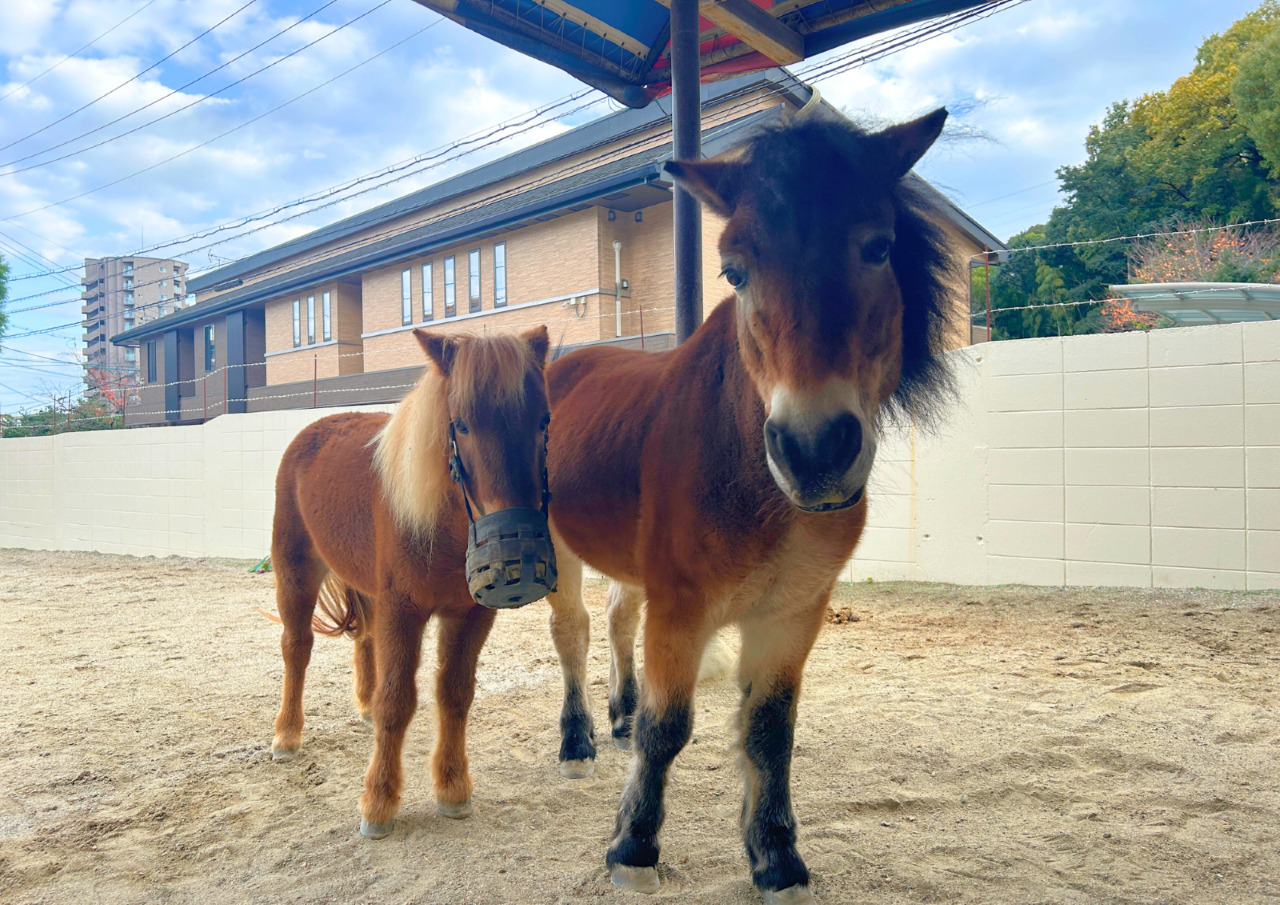 池田動物園　お正月イベント2026