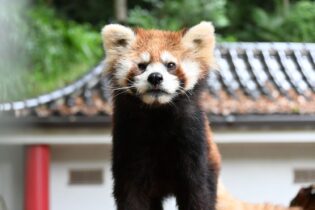 レッサーパンダ「しずく」の展示再開のお知らせ