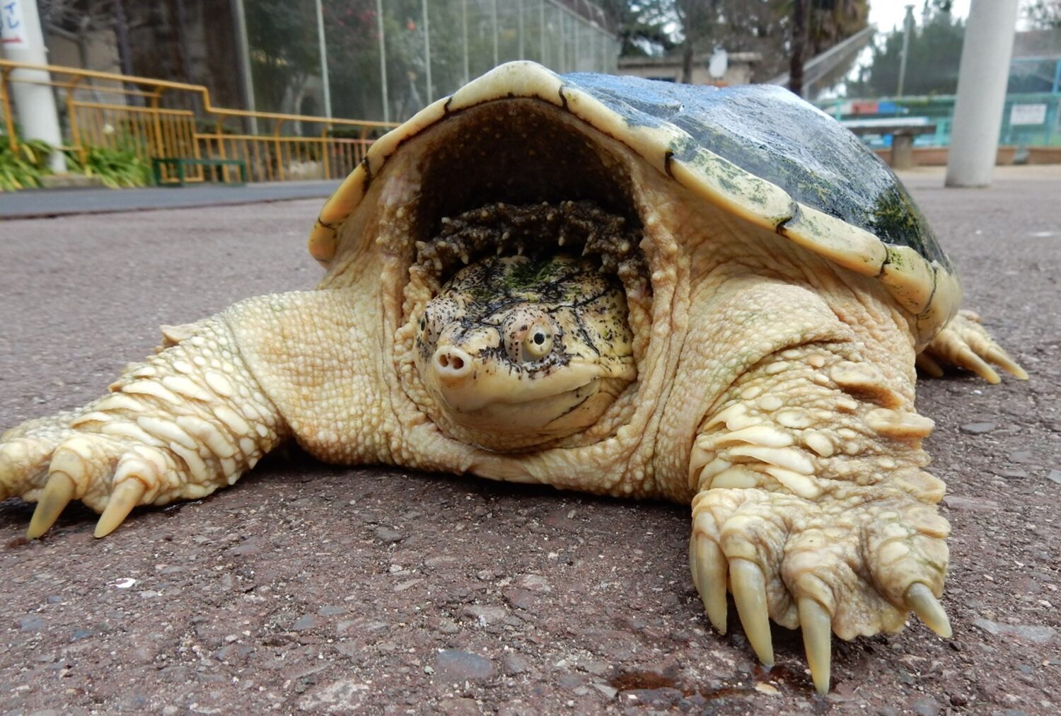 カミツキガメ