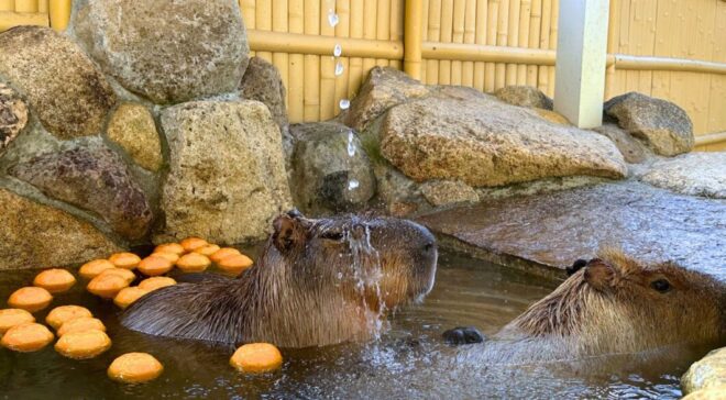 カピバラのゆず湯