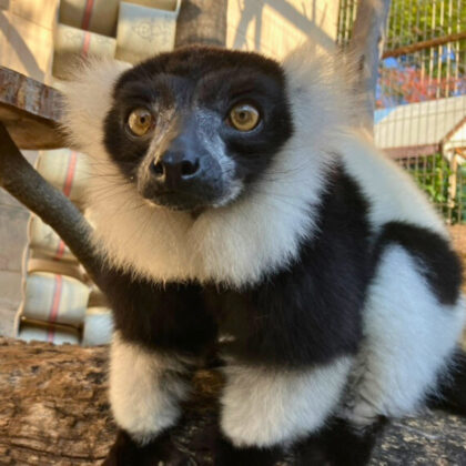 シロクロエリマキキツネザル「ハサウェイ」