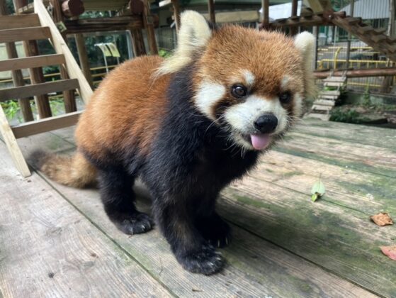 「きなこ」