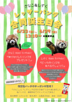 レッサーパンダ合同誕生日会