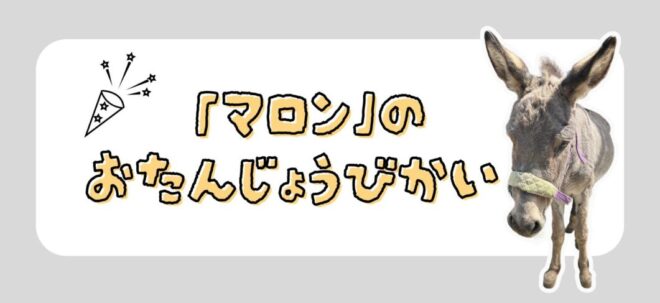 ロバ「マロン」２５歳のお誕生日会
