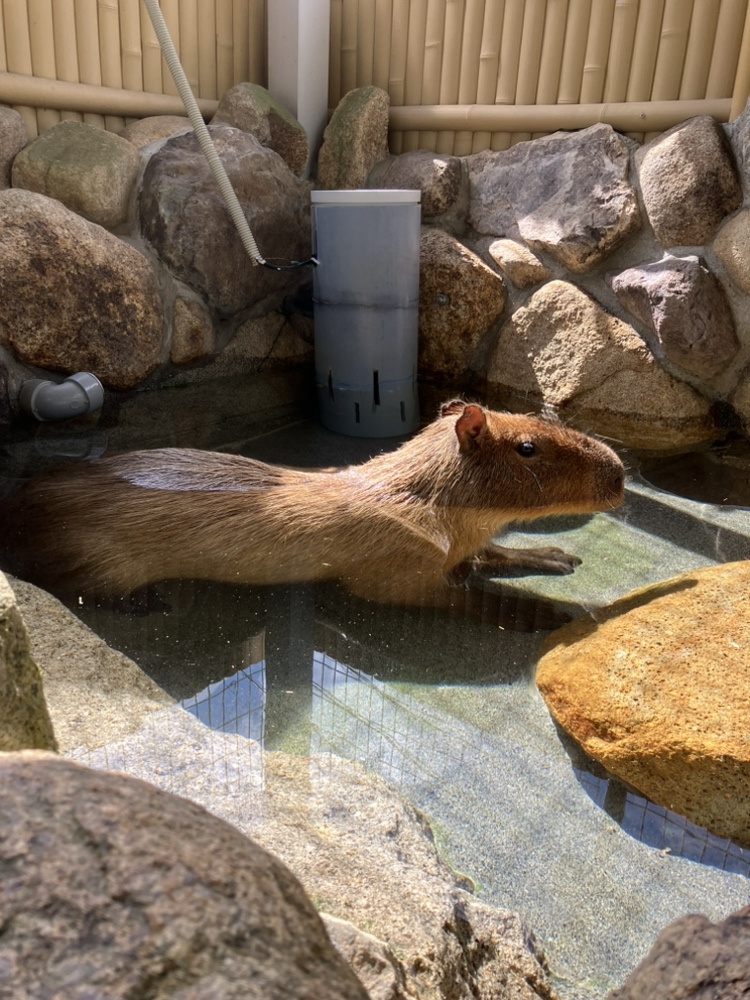 動物たちの暑さ対策