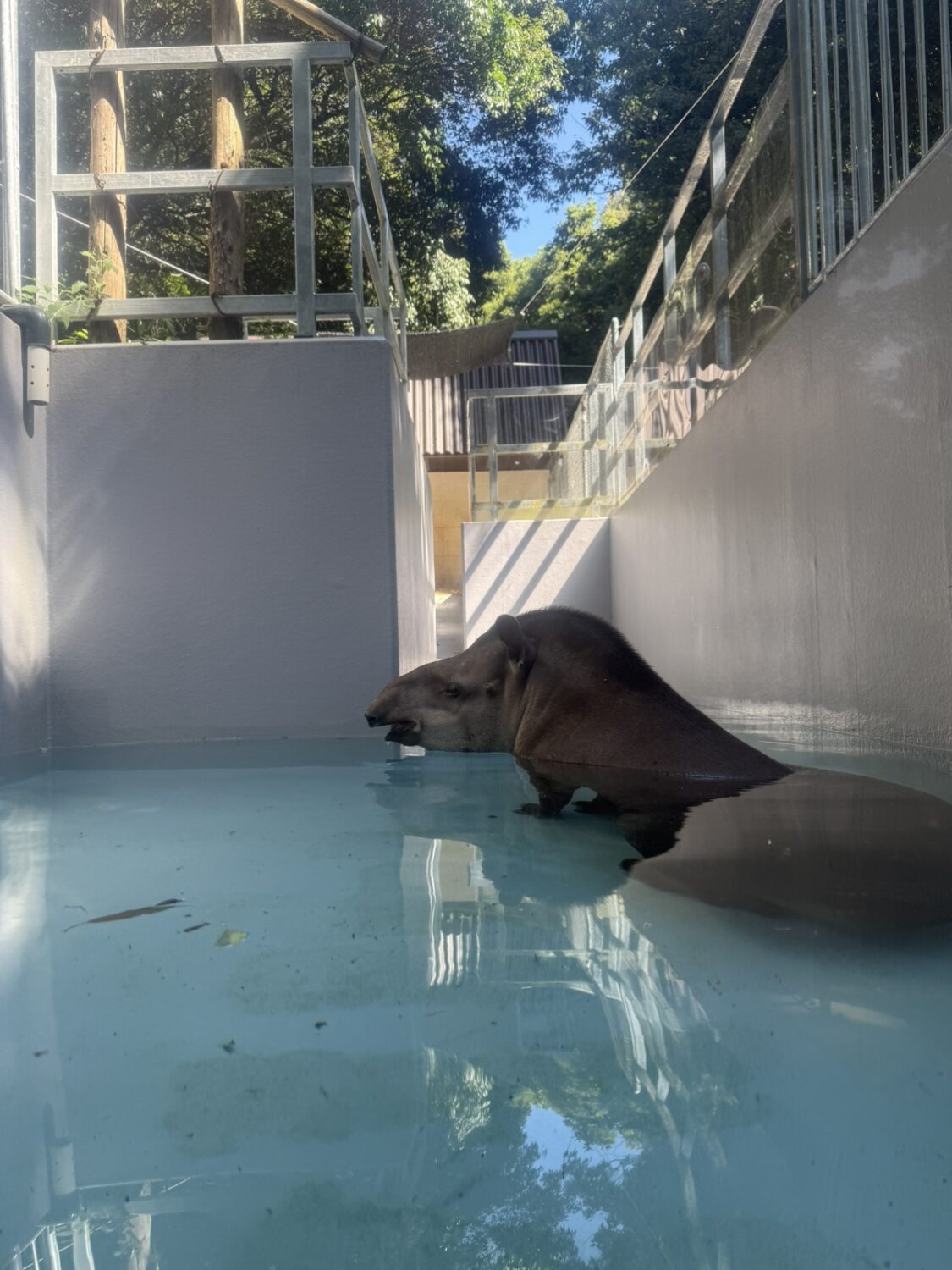 動物たちの暑さ対策