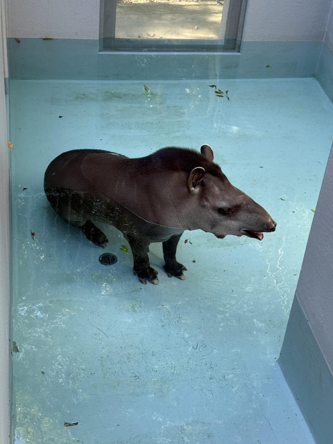 動物たちの暑さ対策