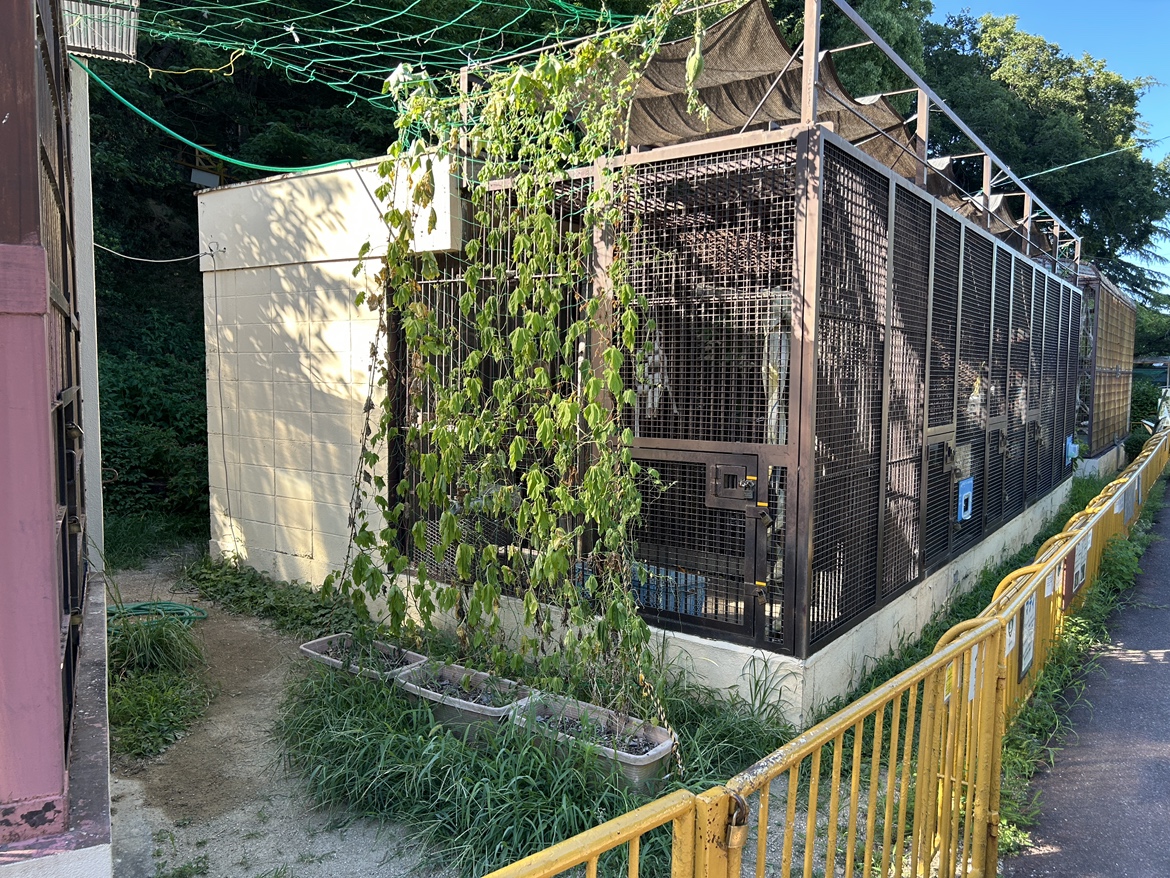 動物たちの暑さ対策