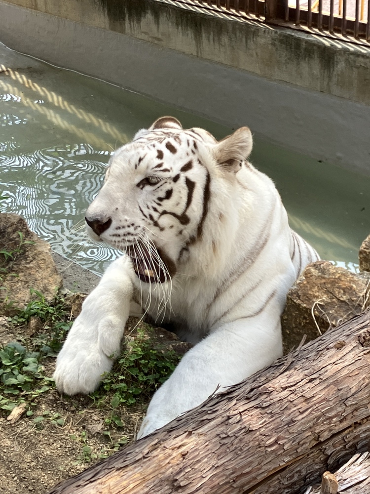 動物たちの暑さ対策
