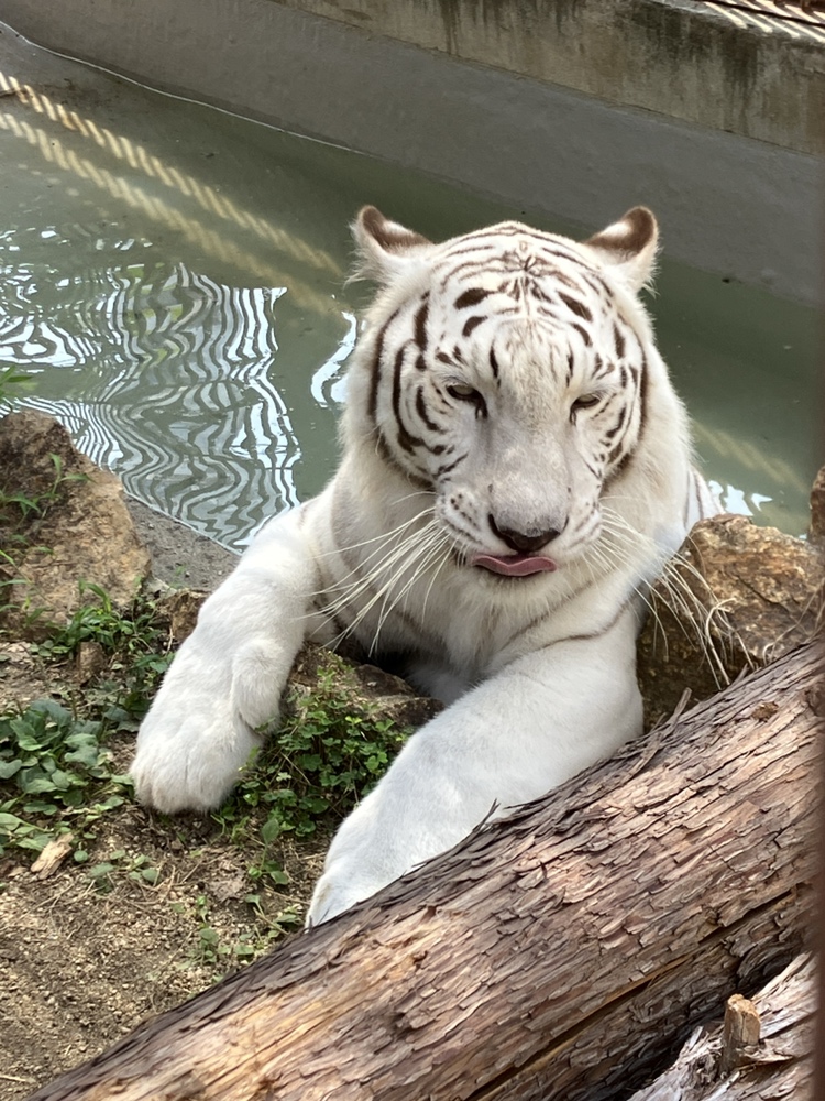 動物たちの暑さ対策