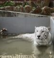 動物たちの暑さ対策