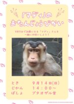 ブタオザル「マディ」の誕生日会