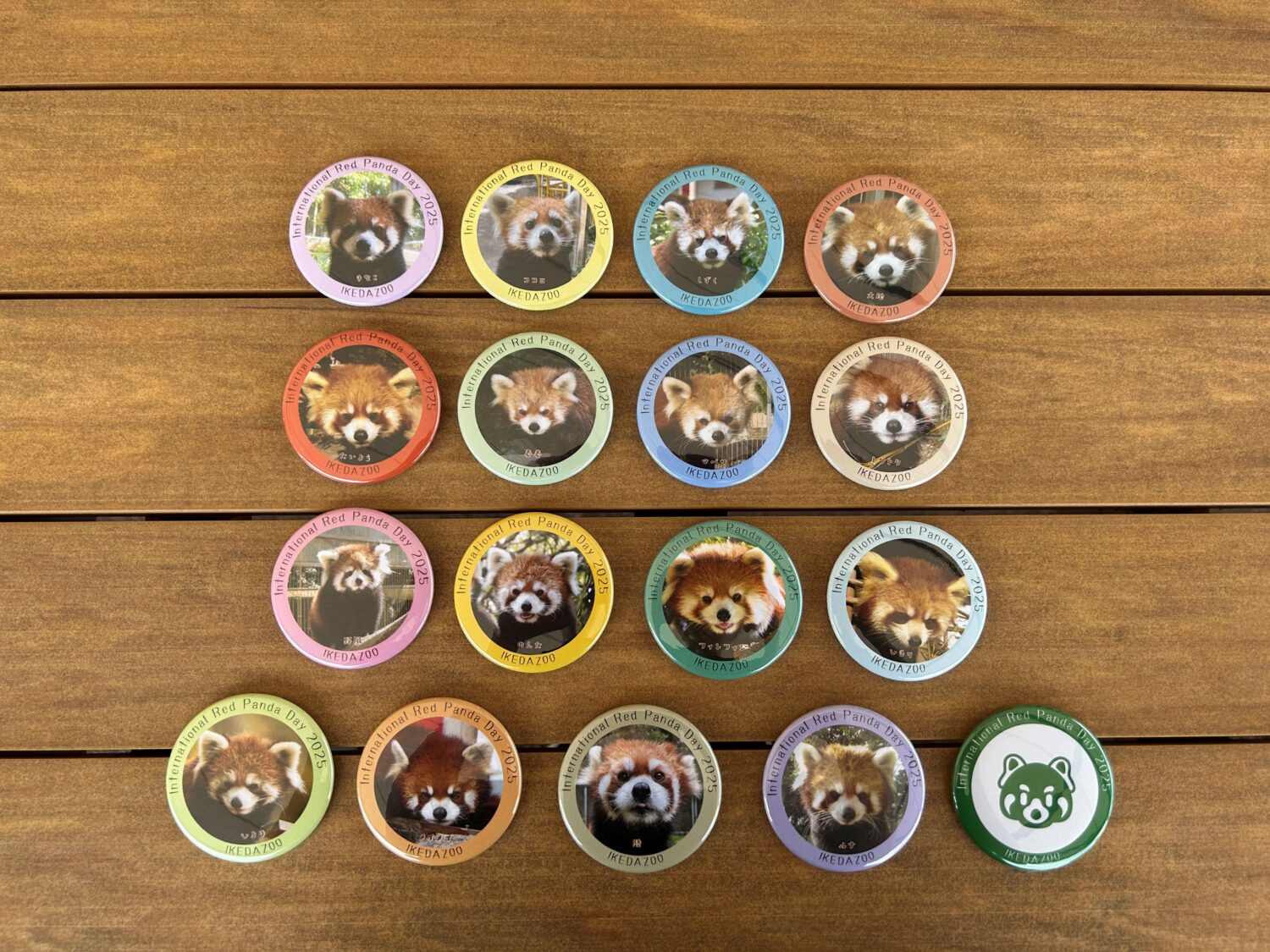 「国際レッサーパンダデー」にあわせた缶バッチ販売と寄付のご報告