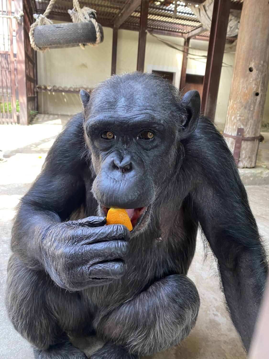 チンパンジー「ジュンコ」の搬出について