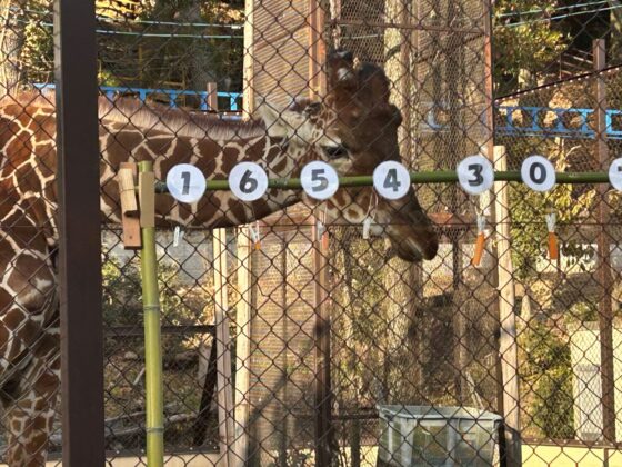 池田動物園　お正月イベント2026